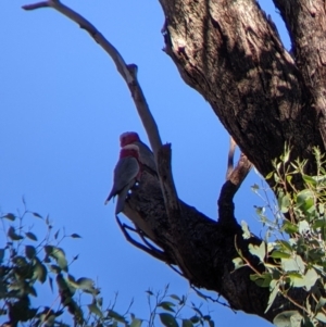 Eolophus roseicapilla at Bonegilla, VIC - 16 Apr 2022 10:00 AM
