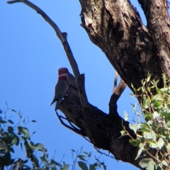 Eolophus roseicapilla at Bonegilla, VIC - 16 Apr 2022 10:00 AM