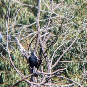 Gymnorhina tibicen at Bonegilla, VIC - 16 Apr 2022 10:03 AM