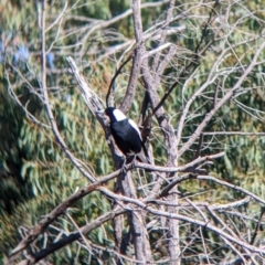 Gymnorhina tibicen at Bonegilla, VIC - 16 Apr 2022 10:03 AM