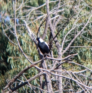 Gymnorhina tibicen at Bonegilla, VIC - 16 Apr 2022 10:03 AM