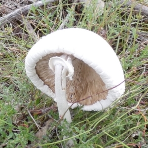 Macrolepiota dolichaula at Boro, NSW - suppressed