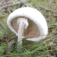 Macrolepiota dolichaula at Boro, NSW - suppressed