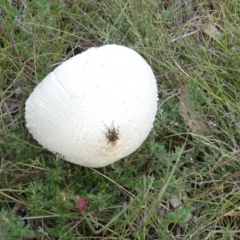 Macrolepiota dolichaula at Boro, NSW - suppressed