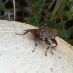 Tapeigaster sp. (genus) at Boro, NSW - suppressed