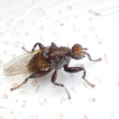 Tapeigaster sp. (genus) at Boro, NSW - 13 Apr 2022