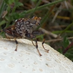 Tapeigaster sp. (genus) at Boro, NSW - 13 Apr 2022