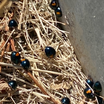 Orcus bilunulatus (Ladybird beetle) at Weston, ACT - 16 Apr 2022 by KL