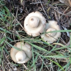 Geastrum sp. (genus) (An earthstar) at Boro, NSW - 13 Apr 2022 by Paul4K
