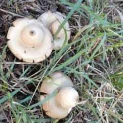 Geastrum sp. at Boro, NSW - suppressed