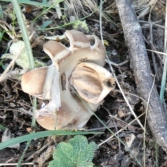 Geastrum sp. at Boro, NSW - suppressed