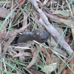 Unidentified Clubs/stalks on soil (TBC) at Boro, NSW - 13 Apr 2022 by Paul4K