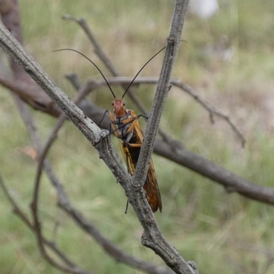 Chorista australis (Autumn scorpion fly) at QPRC LGA - 14 Apr 2022 by Paul4K