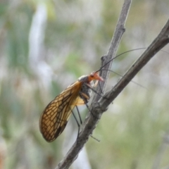 Chorista australis at Boro, NSW - 14 Apr 2022