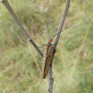 Chorista australis at Boro, NSW - 14 Apr 2022