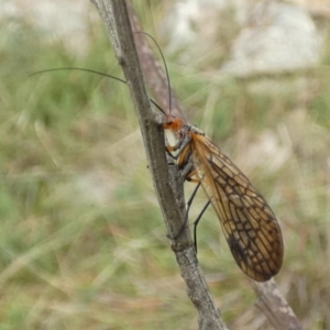 Chorista australis at Boro, NSW - 14 Apr 2022