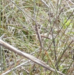 Keyacris scurra (Key's Matchstick Grasshopper) at QPRC LGA - 14 Apr 2022 by Paul4K