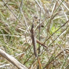 Keyacris scurra at Boro, NSW - suppressed