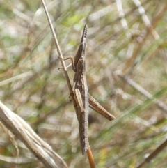 Keyacris scurra at Boro, NSW - 14 Apr 2022