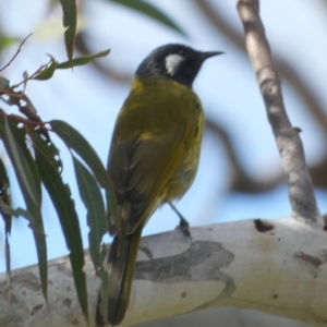 Nesoptilotis leucotis at Boro, NSW - 14 Apr 2022