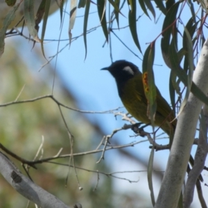 Nesoptilotis leucotis at Boro, NSW - 14 Apr 2022