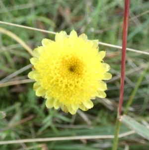 Coronidium gunnianum at Boro, NSW - suppressed