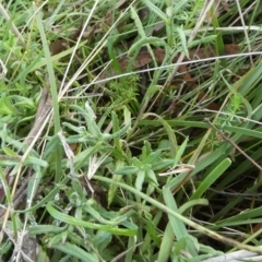 Coronidium gunnianum at Boro, NSW - suppressed