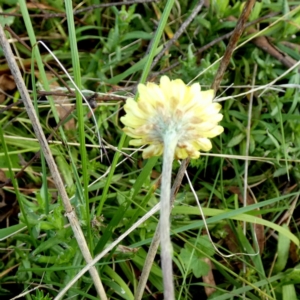 Coronidium gunnianum at Boro, NSW - suppressed