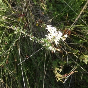Bursaria spinosa subsp. lasiophylla at Boro, NSW - 14 Apr 2022