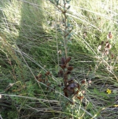 Bursaria spinosa subsp. lasiophylla at Boro, NSW - suppressed