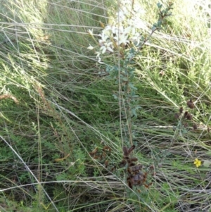 Bursaria spinosa subsp. lasiophylla at Boro, NSW - 14 Apr 2022