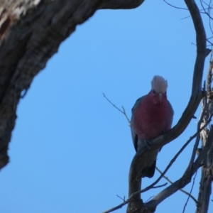 Eolophus roseicapilla at Boro, NSW - suppressed