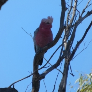 Eolophus roseicapilla at Boro, NSW - 15 Apr 2022