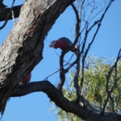 Eolophus roseicapilla at Boro, NSW - 15 Apr 2022