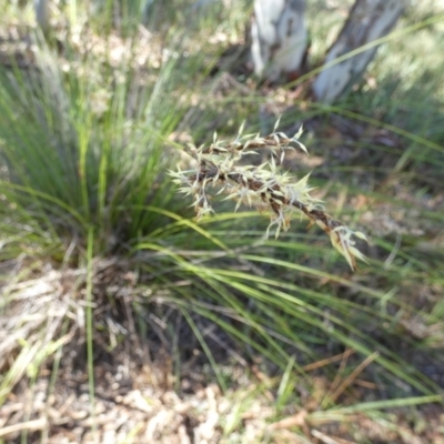 Lepidosperma urophorum (Tailed Rapier-sedge) at Boro - 15 Apr 2022 by Paul4K