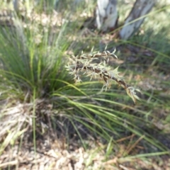Lepidosperma urophorum (Tailed Rapier-sedge) at Boro, NSW - 15 Apr 2022 by Paul4K