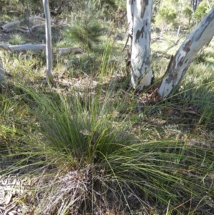 Lepidosperma urophorum at Boro, NSW - 15 Apr 2022