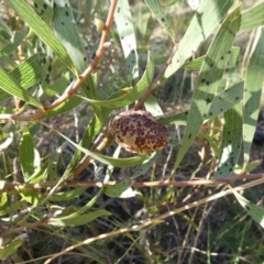 Hakea dactyloides (Finger Hakea) at QPRC LGA - 15 Apr 2022 by Paul4K