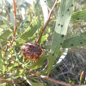 Hakea dactyloides at Boro, NSW - 15 Apr 2022