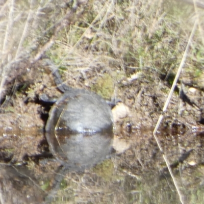 Chelodina longicollis (Eastern Long-necked Turtle) at Boro - 15 Apr 2022 by Paul4K