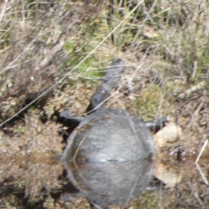 Chelodina longicollis at Boro, NSW - 15 Apr 2022