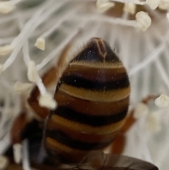 Lasioglossum (Chilalictus) bicingulatum at Stromlo, ACT - 16 Apr 2022