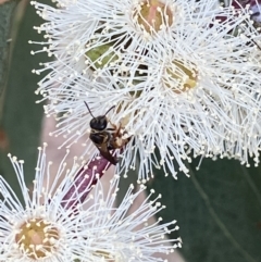 Lasioglossum (Chilalictus) bicingulatum at Stromlo, ACT - 16 Apr 2022 02:32 PM