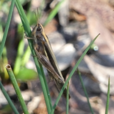Caledia captiva (grasshopper) at QPRC LGA - 15 Apr 2022 by Paul4K