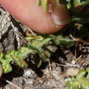 Asplenium subglandulosum at Boro, NSW - suppressed