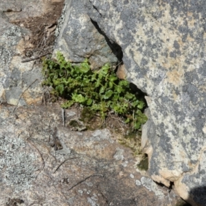 Asplenium subglandulosum at Boro, NSW - suppressed