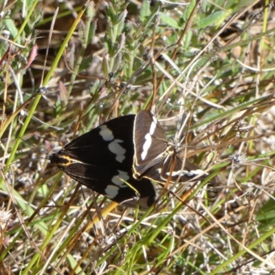 Nyctemera amicus (Senecio Moth, Magpie Moth, Cineraria Moth) at QPRC LGA - 15 Apr 2022 by Paul4K