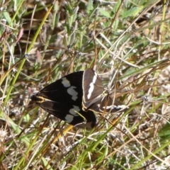 Nyctemera amicus (Senecio or Magpie moth) at Boro, NSW - 15 Apr 2022 by Paul4K