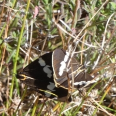 Nyctemera amicus at Boro, NSW - 15 Apr 2022