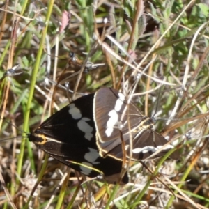 Nyctemera amicus at Boro, NSW - suppressed